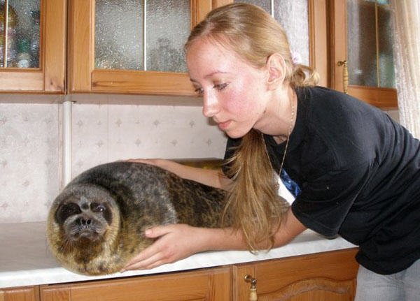 海豹北极熊为什么不怕冷,棕熊海豹