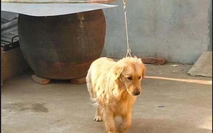 金毛挑食不吃狗粮只吃肉,金毛不喂狗粮还能喂什么