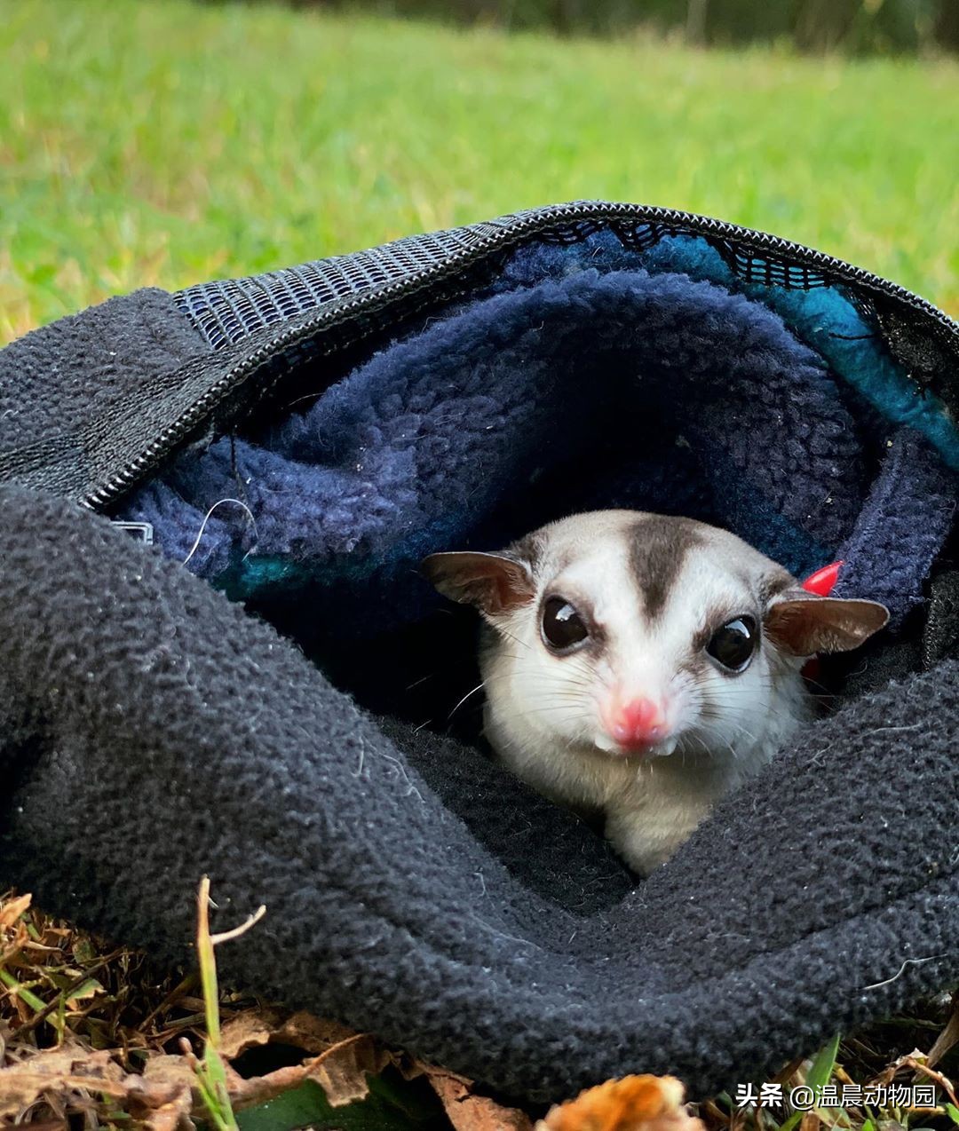 蜜袋鼯弃养可以喝羊奶吗,蜜袋鼯被弃养原因