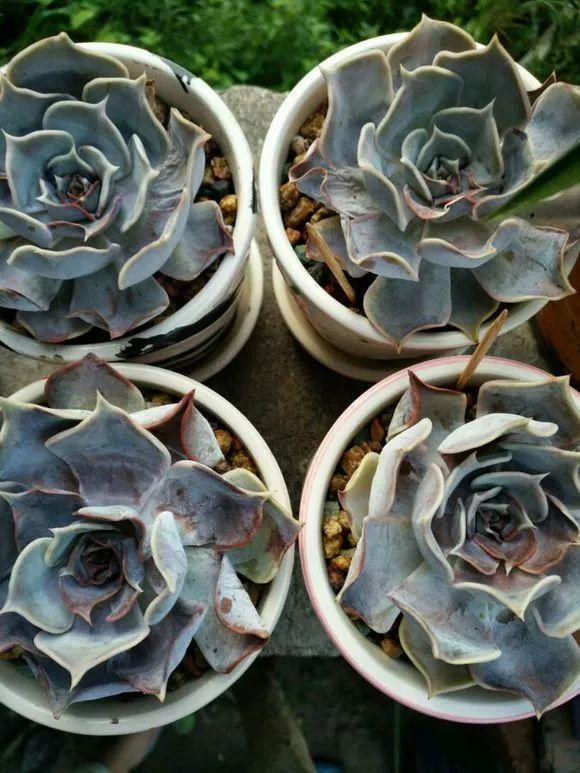 高温导致多肉化水怎么办,高温暴晒的多肉