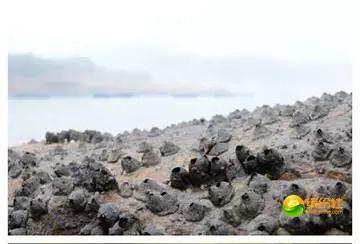 舟山海鲜攻略2天3晚吃什么,舟山海鲜代加工攻略