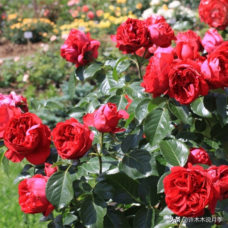 月季为什么不开花和品种有关系吗,买回来的月季不长花骨朵怎么办