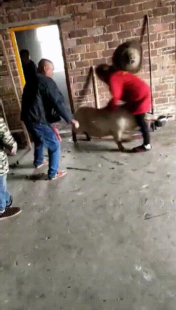 搞笑gif段子又能混饭吃了,搞笑段子gif保证你笑破肚皮