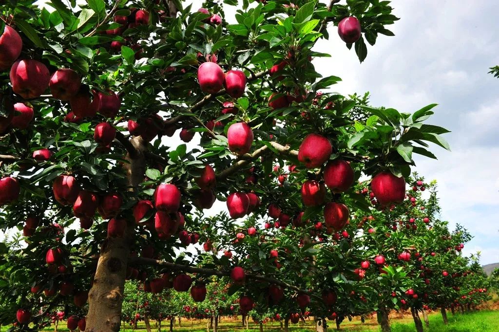 陇南市苹果代言,陇南礼县苹果代言