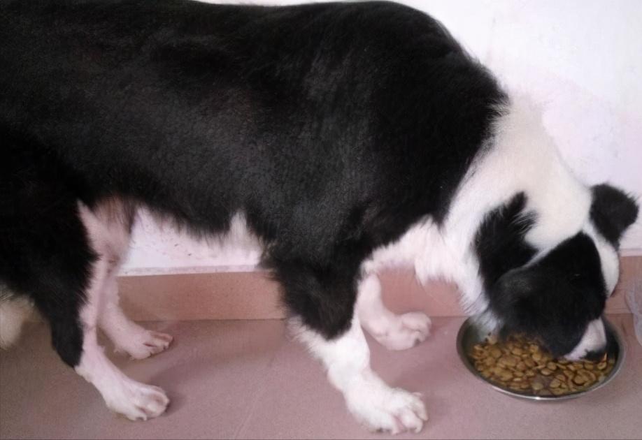 养一只边牧一月要用多少钱,养边牧一年费用多少钱