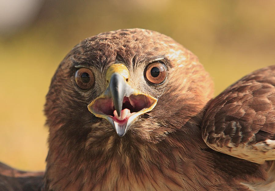 老鹰混进鸡棚吃小鸡,老鹰跑进鸡窝反被鸡围攻
