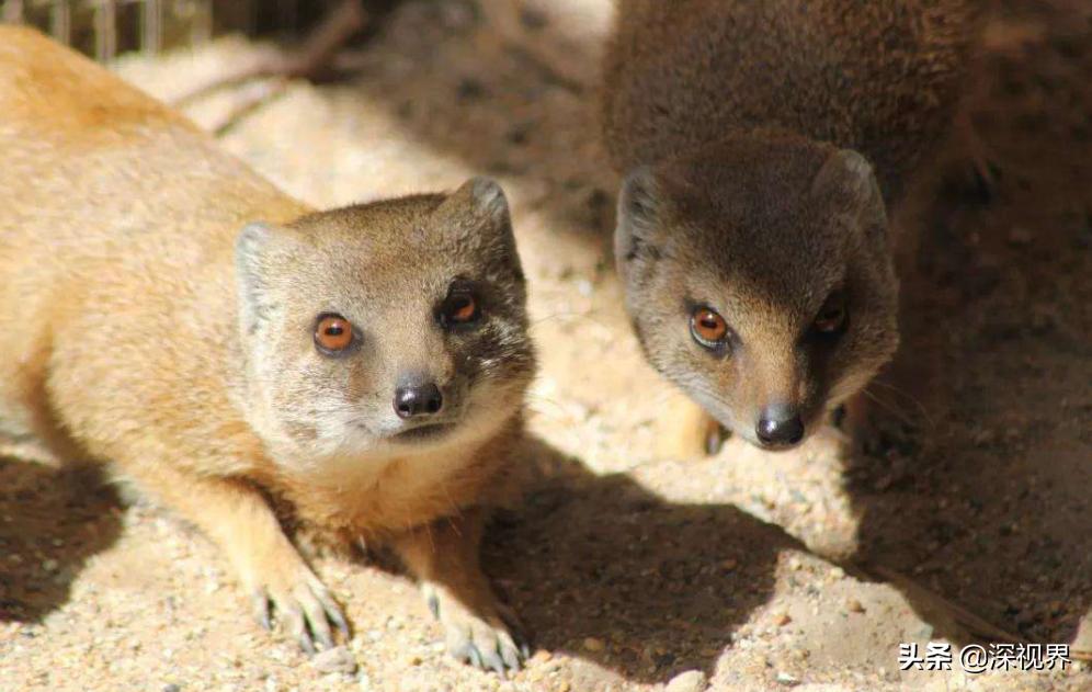 黄鼠狼为什么不能养,人工养殖黄鼠狼