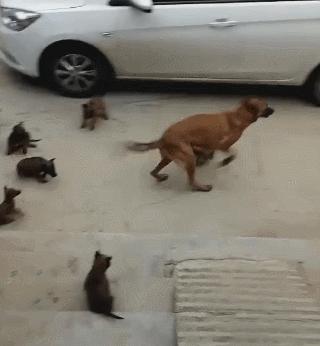 母狗为什么一胎能生那么多,母狗一胎生九只小狗有什么说法