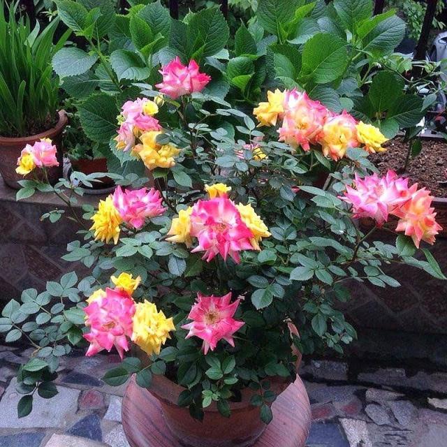 盆栽土壤杀虫的最好杀虫剂,盆栽杀虫杀菌营养液