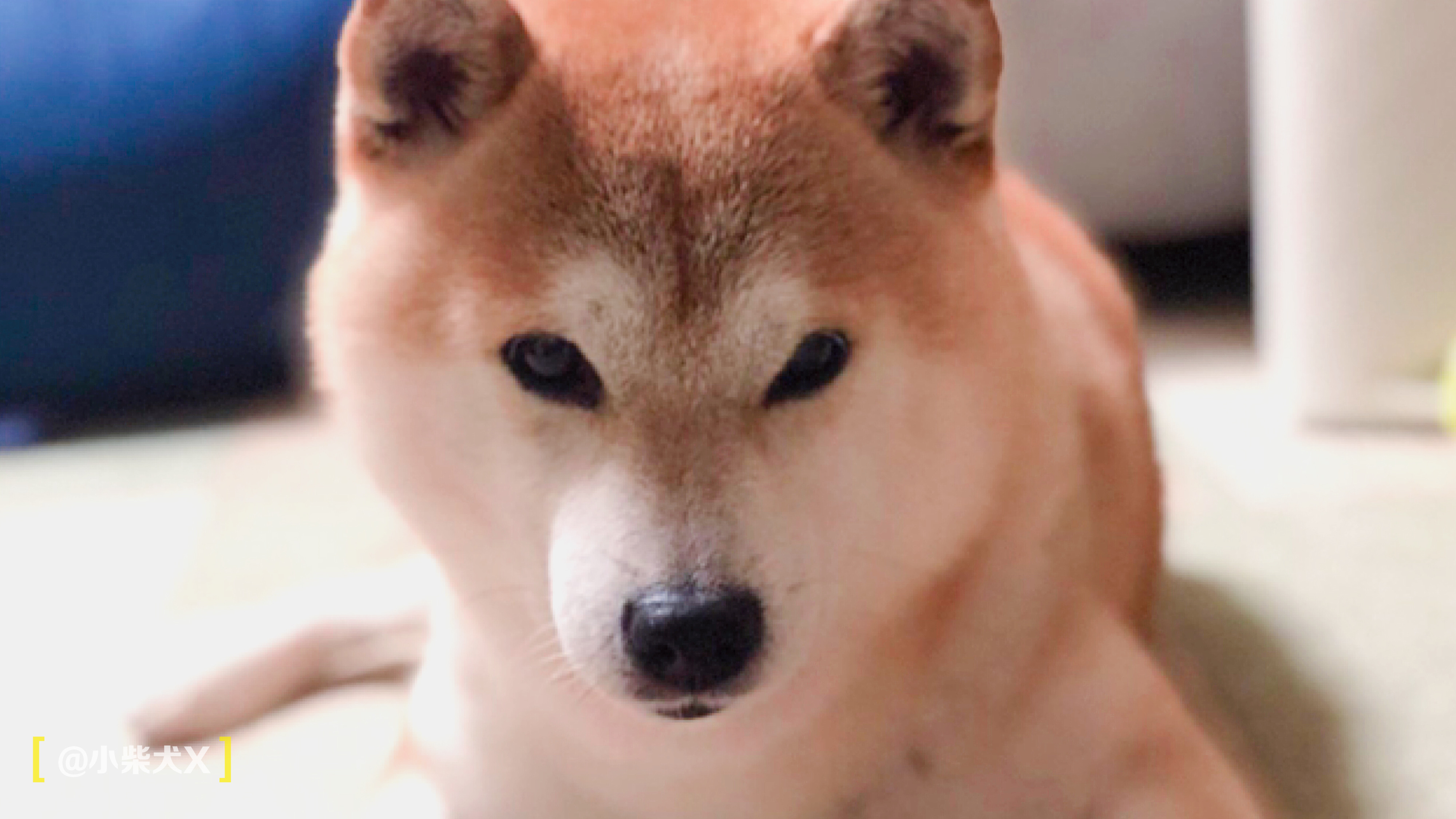 一对日本夫妇设计了最具日本传统特色的狗狗用品，太适合柴犬了