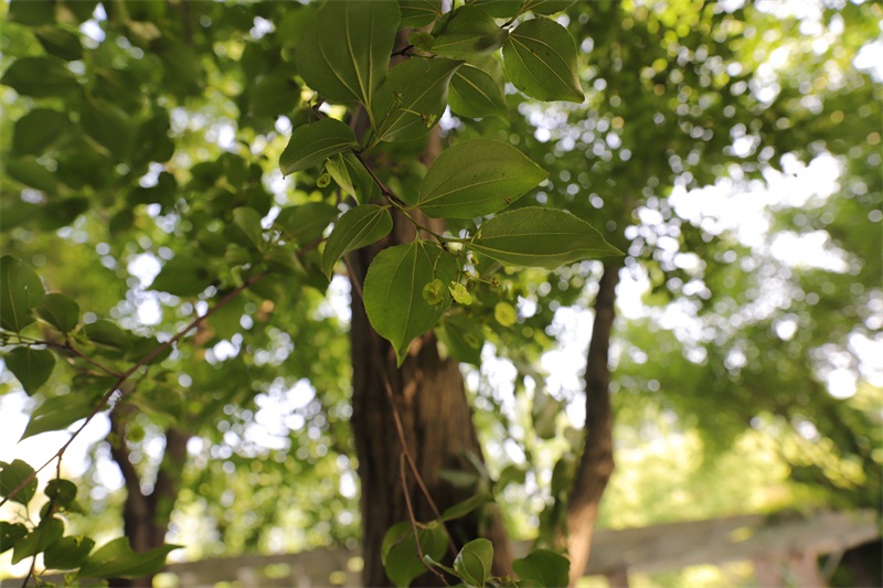 精灵之约植物园,精灵之约什么时候出