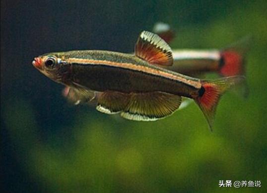 国家二级保护鱼类小型淡水鱼,国家二级保护动物的鱼有哪些