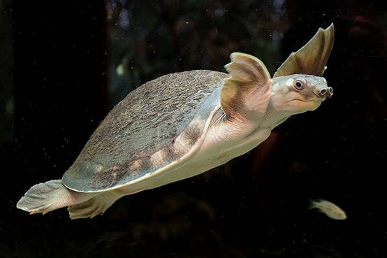 如何避免成为千篇一律的网红脸,怎么样打造网红脸