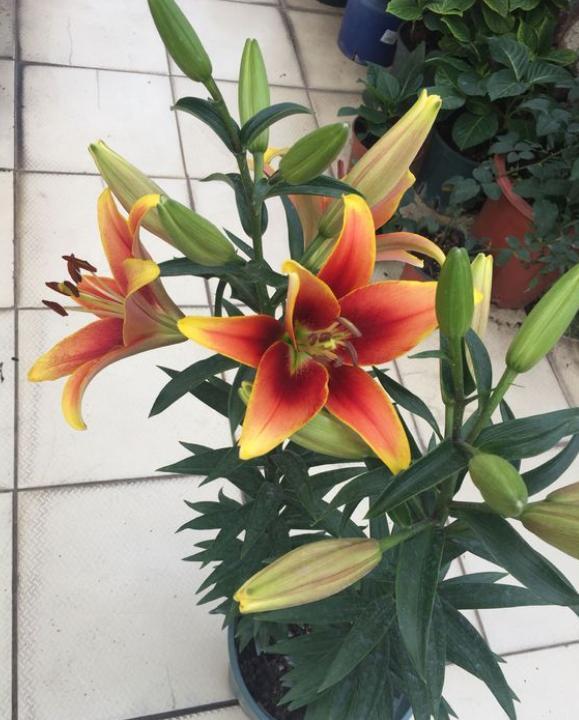 开过花的百合花花球怎么处理,百合花开完花后植株如何处理视频