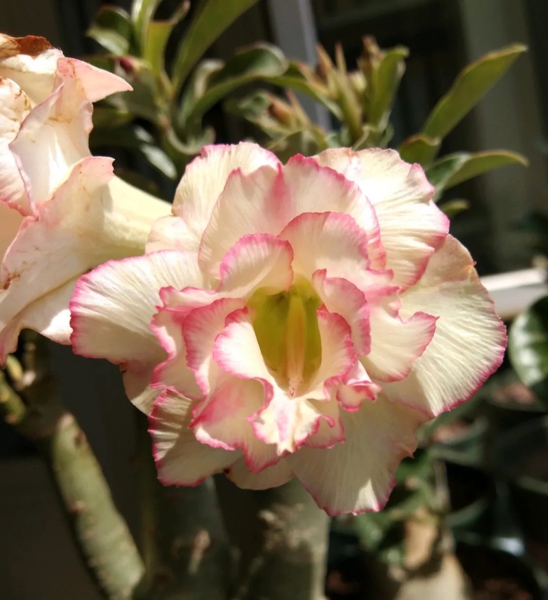 84个沙漠玫瑰品种，收起来慢慢看，待到来年春天选几种喜欢的养