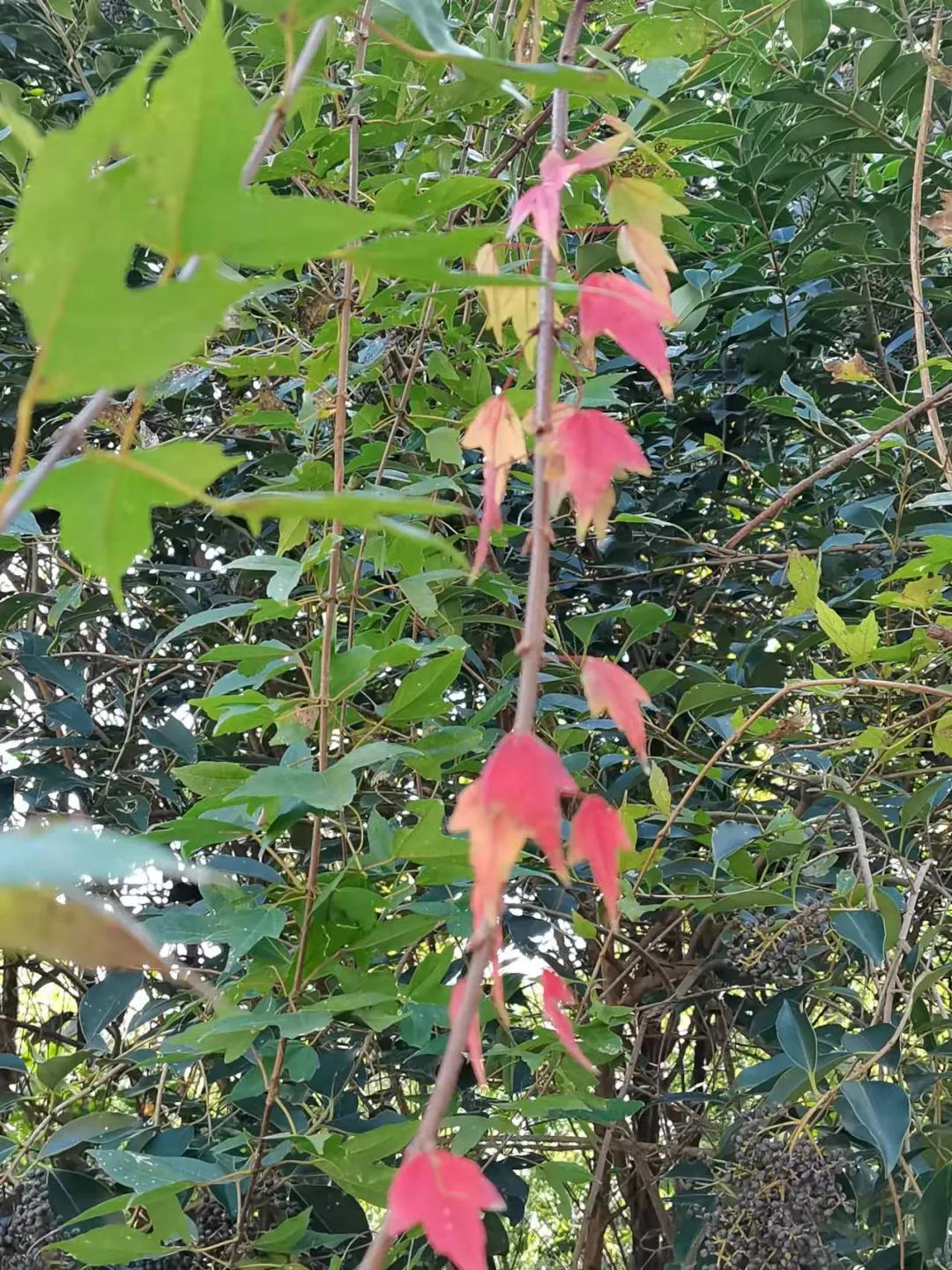 行走｜物华天宝宝华山