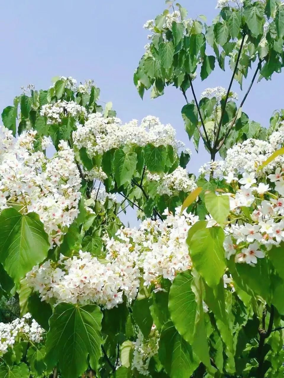 隐世原乡，又见桐花开。