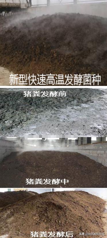 养殖场消灭苍蝇最有效的方法,养殖场怎样消灭苍蝇最有效方法