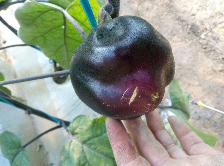 茄子畸形怎么办,茄子弯果多畸形果多的原因是什么