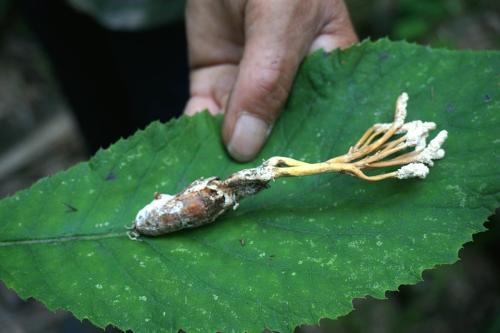 富硒蛹虫草和虫草蛹有什么区别,冬虫夏草与蛹虫草和虫草区别