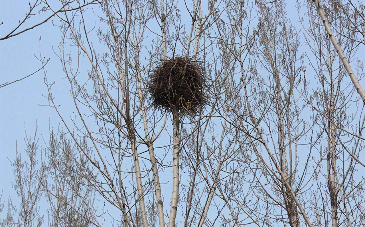 喜鹊窝在冬天为什么不怕下雪,为什么喜鹊窝不能风吹不落