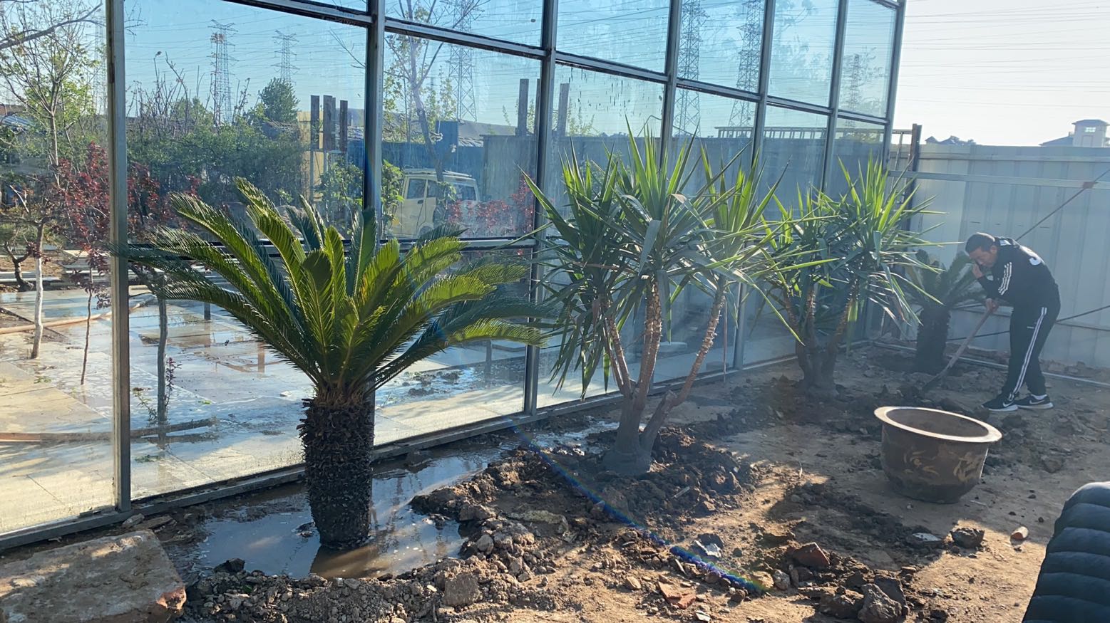 培育十二、三年、免费赠人。再见，一对挺拔的荷兰铁“哥们”!