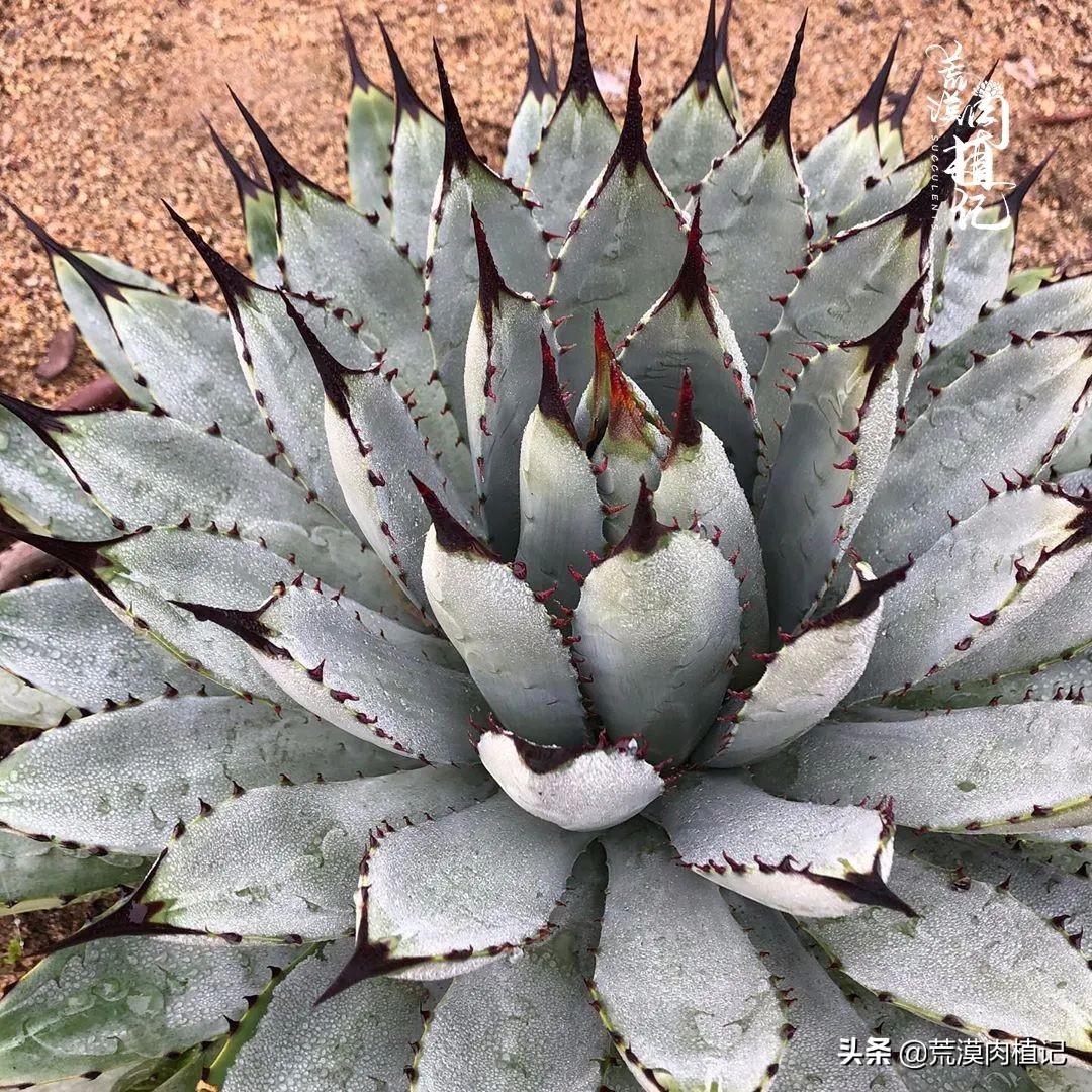 极品龙舌兰,精品龙舌兰欣赏