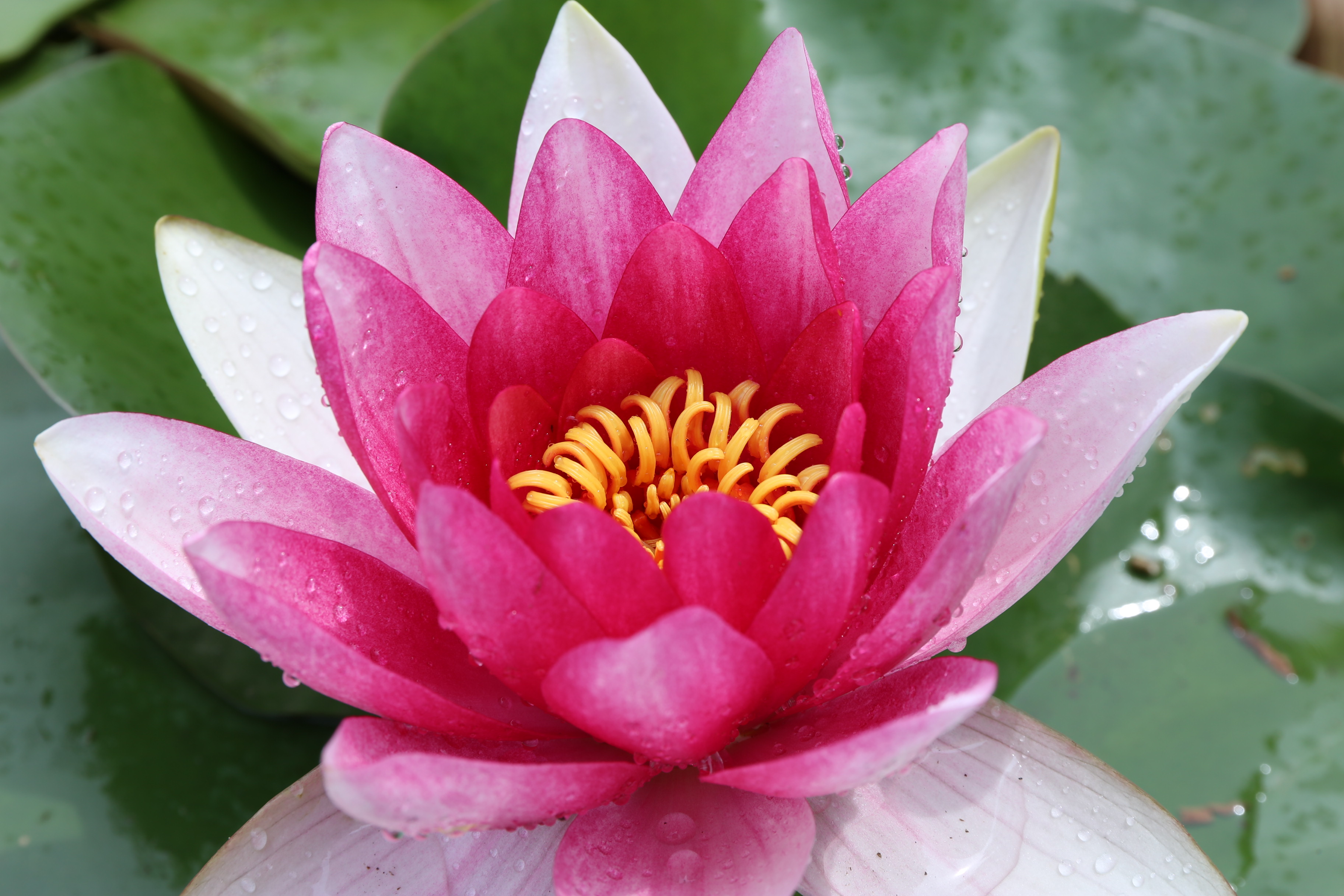 观赏荷花睡莲,没看到绽放的荷花