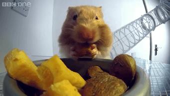 仓鼠的嘴巴到底有多大啊,仓鼠的嘴巴有什么可爱的地方