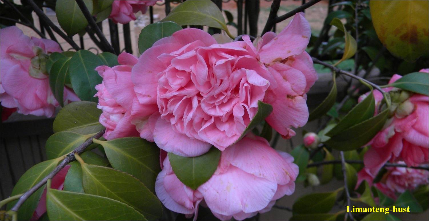 话说油茶树,山茶花油茶和茶梅的区别图片