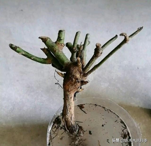 月季老桩容易得根瘤吗,月季老桩买回来要生根粉泡吗