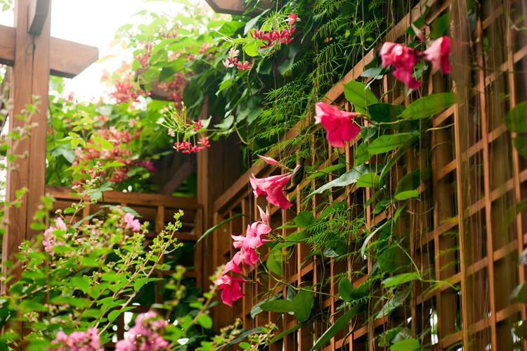 半开放阳台种哪种藤本花,适合室内养的天天都开花的藤科花