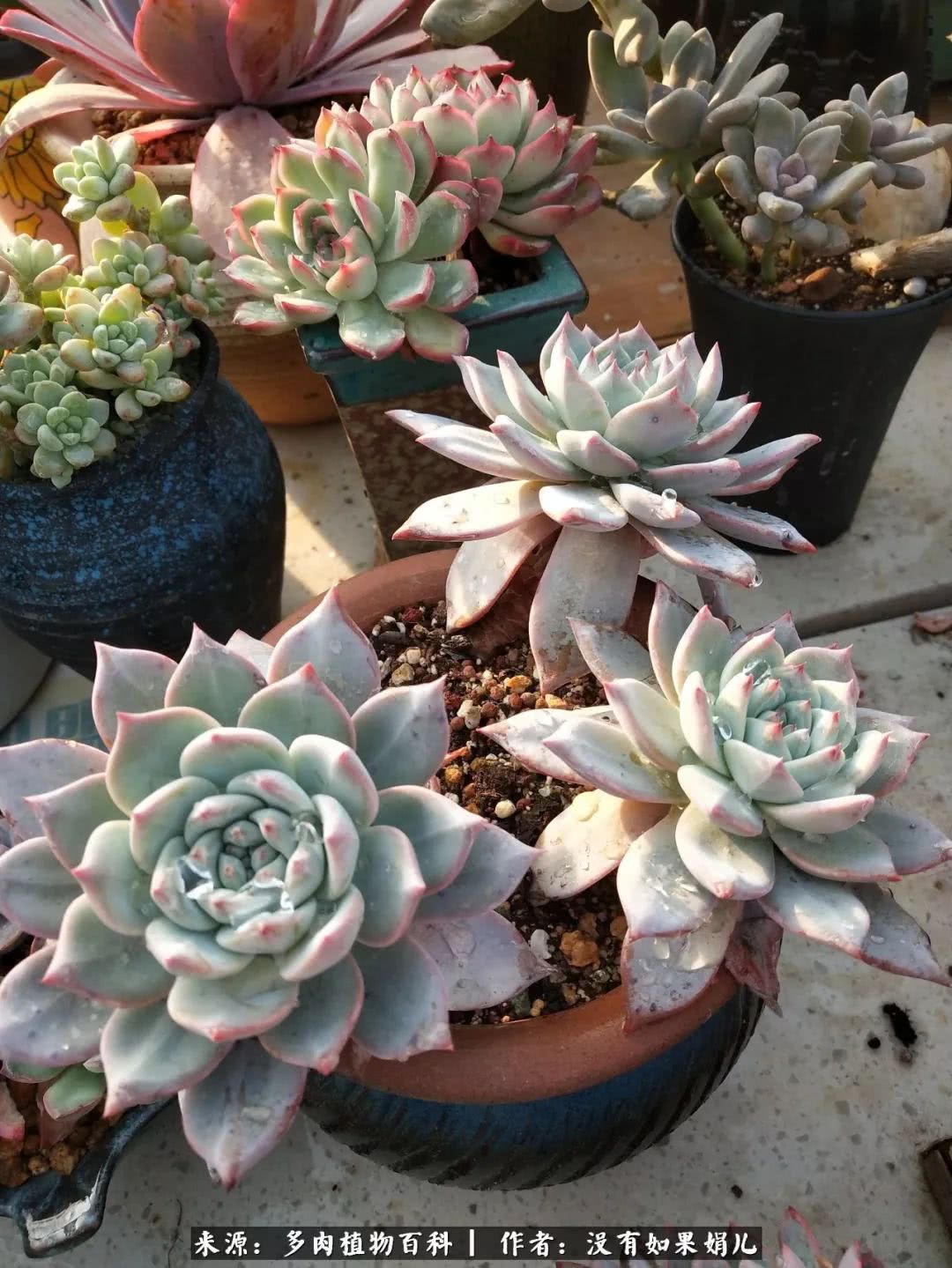 明人不说暗话，我为多肉而来！