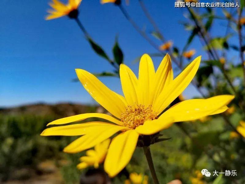 盆栽洋姜的方法,家庭种洋姜的正确方法