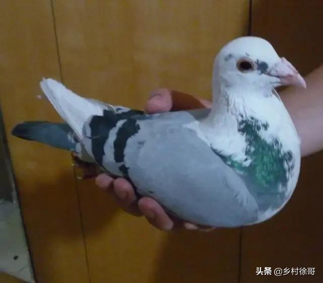 怎么样的鸽子比较好,怎么样的鸽子值钱