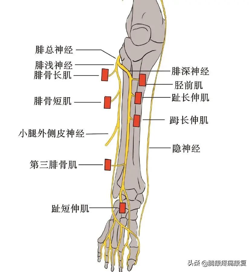 老人小腿疼痛是什么原因,小腿疼痛是什么原因引起的