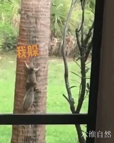 国外一只松鼠逃跑过程,国外一只松鼠逃跑