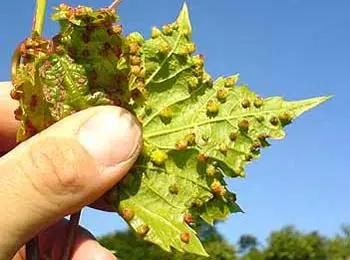 探秘加州,探秘美国加州荒野之地