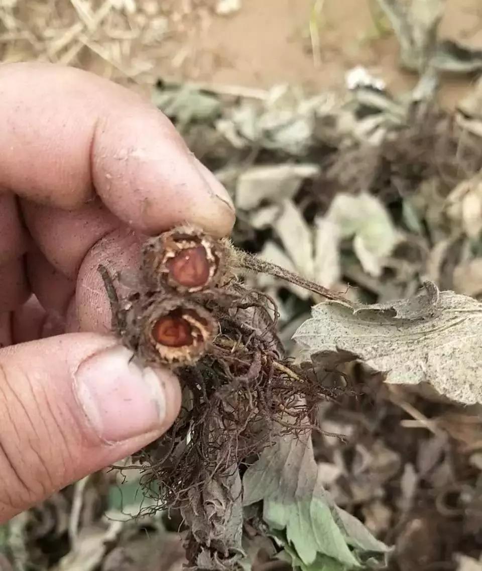 草莓开花没有新叶是什么原因,草莓新叶发黄边缘发红是什么原因