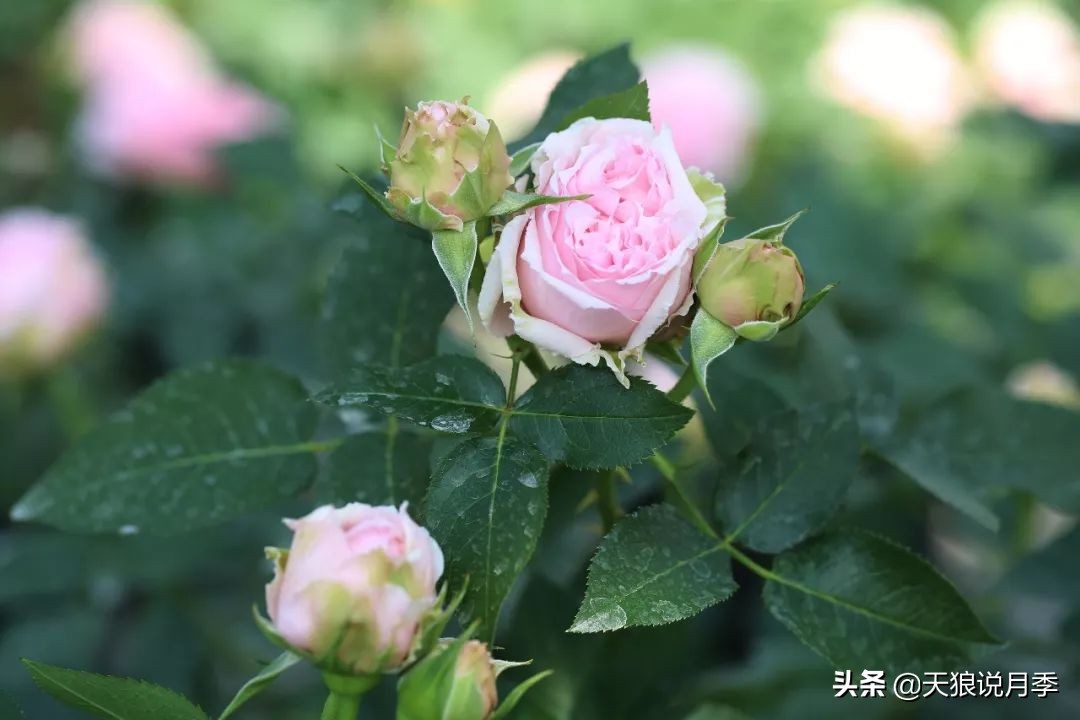 都说“最美人间四月天”，应该就是月季开花的模样吧！