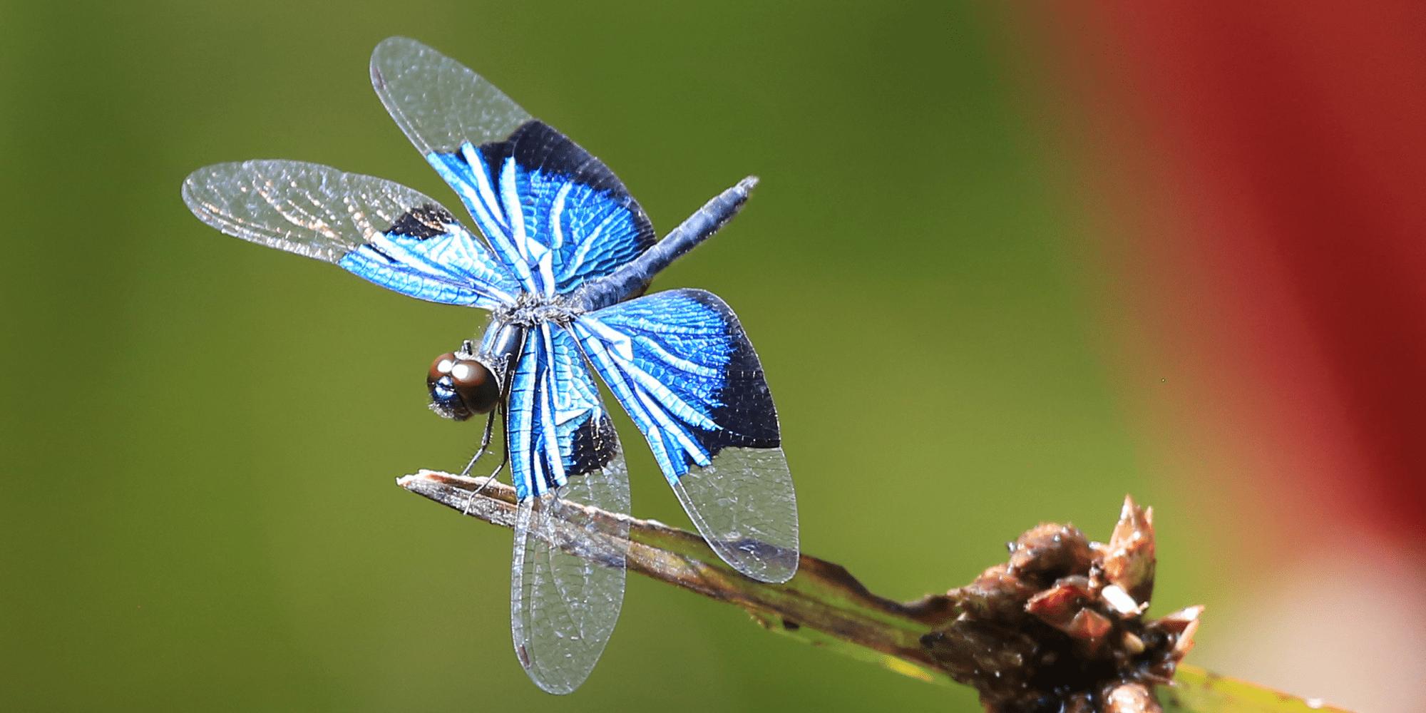 蜻蜓是完全变态发育的昆虫吗,蜻蜓为什么是不完全变态的昆虫