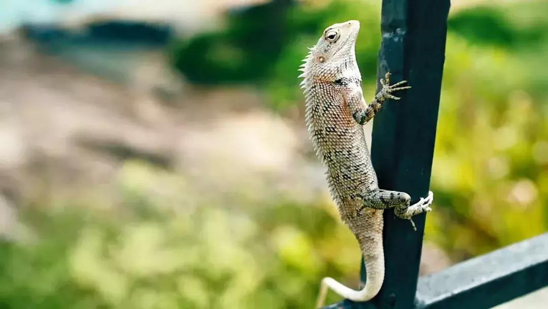 斯里兰卡的风景,风景优美而且物价便宜