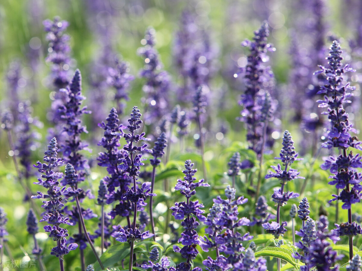 100种常见园林图鉴,列举20类不同的园林花卉