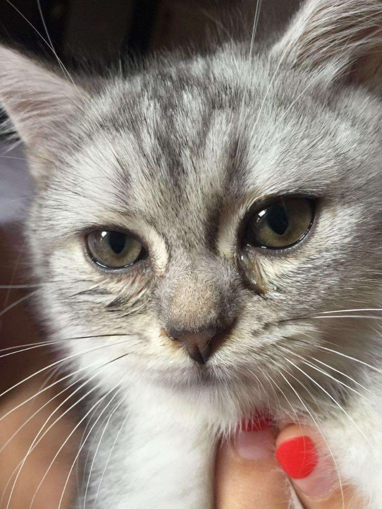 猫咪眼睛流泪有脓性分泌物,猫咪的眼睛发红有分泌物