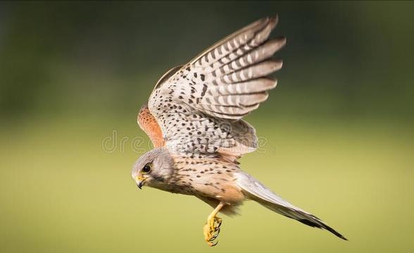 东江揽胜:收集常见鸟类图谱之猛禽篇,摄鸟人自留地,建议收藏