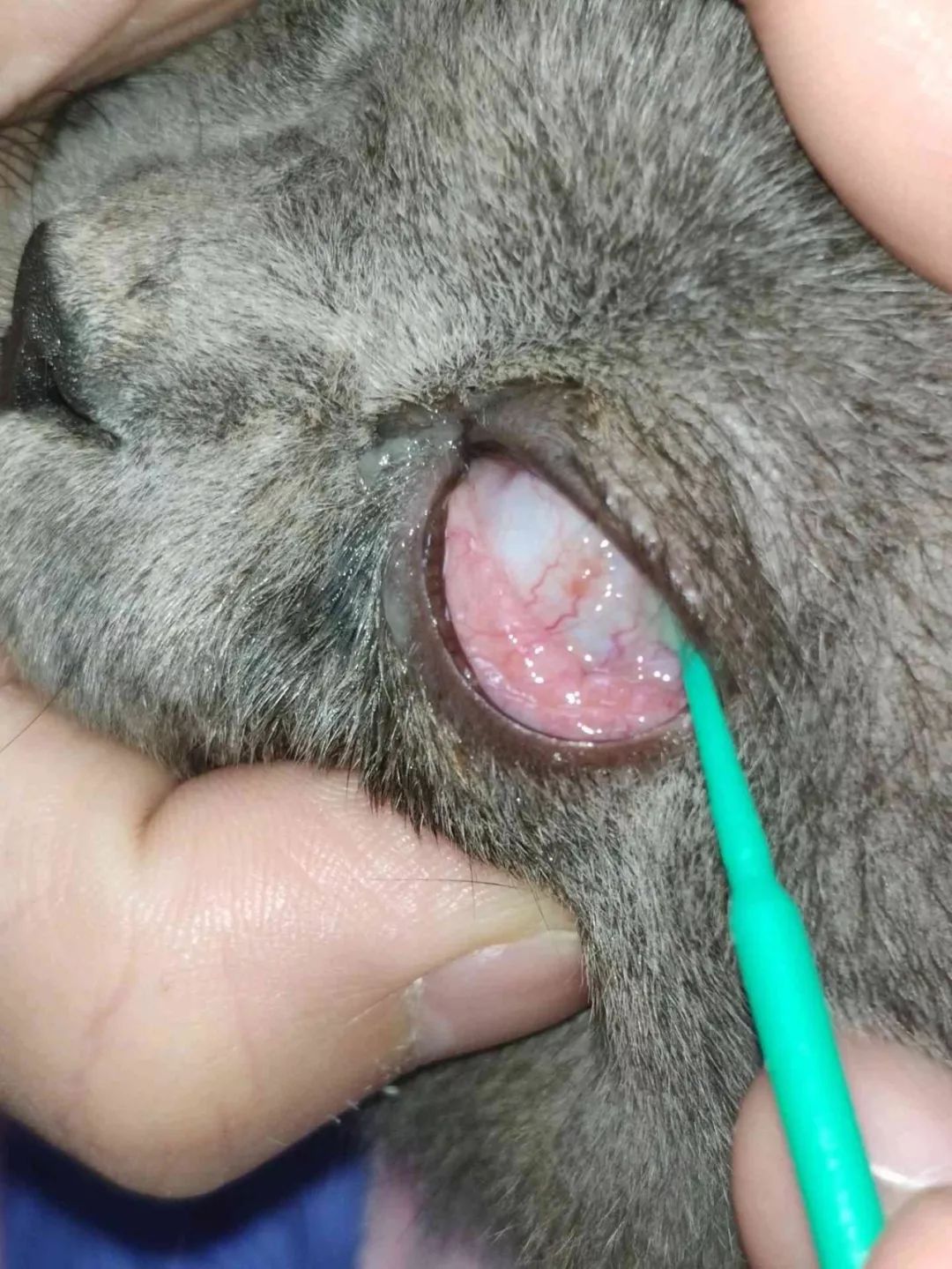 猫咪泪痕太严重是什么原因,猫咪泪痕的解决办法是什么