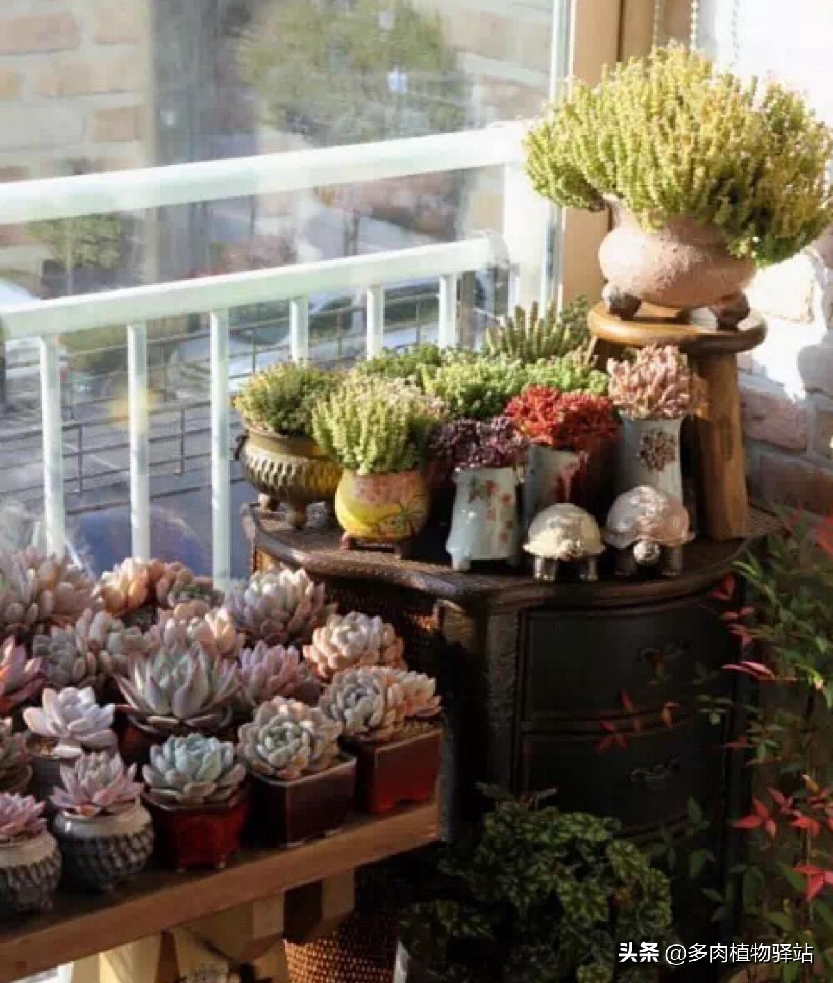 隔着玻璃怎么养好多肉,室内玻璃窗旁种多肉
