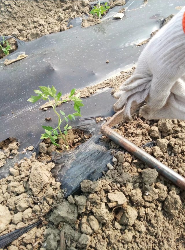 农学专业学什么,园艺专业学什么