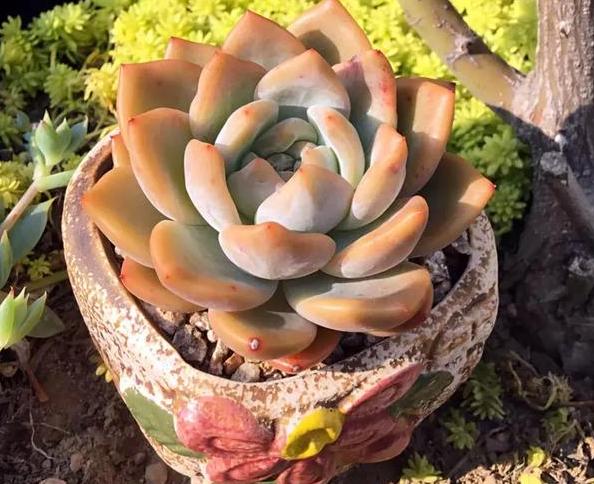 多肉如何养不褪色的方法,多肉养得褪色了怎么回事