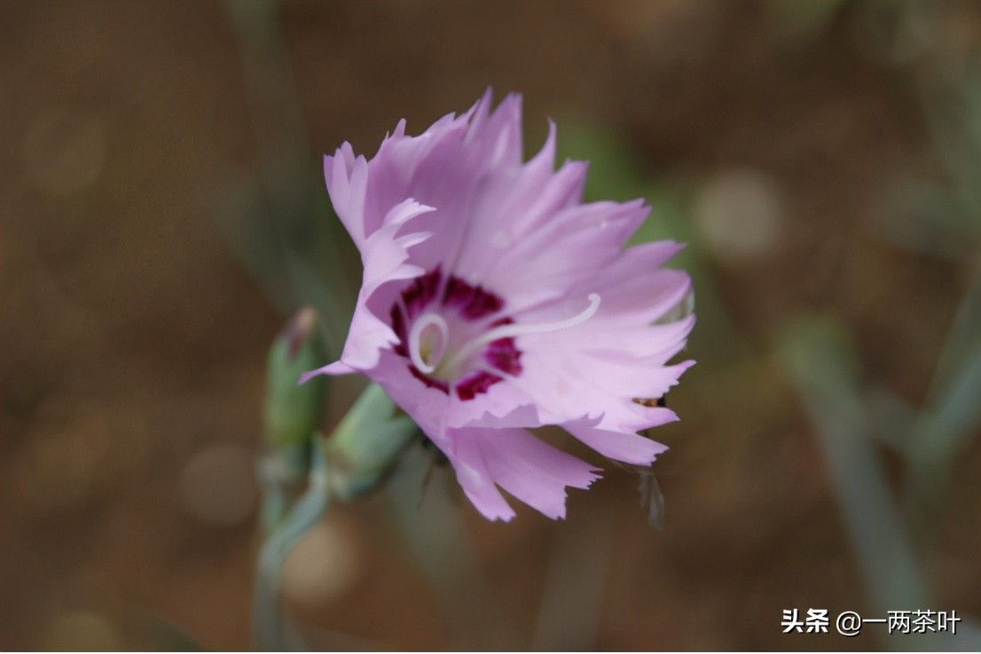 鲁西南话,鲁西南土话大全